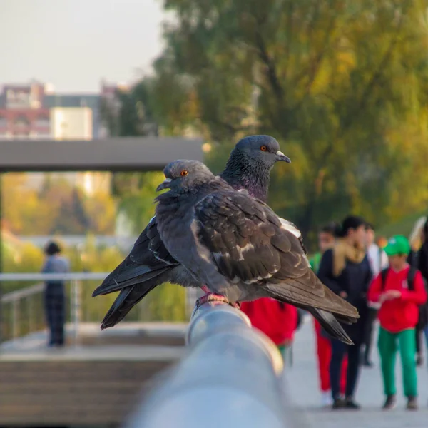 2羽のハトが柵の上に座っている フォン ブック — ストック写真