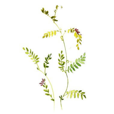 Suluboya bezelye çiçek