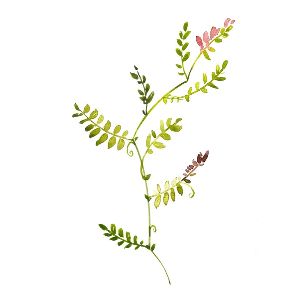 Watercolor peas flower — Stock Photo, Image