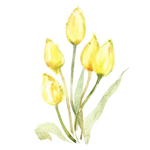 Suluboya çiçek Lale — Stok fotoğraf