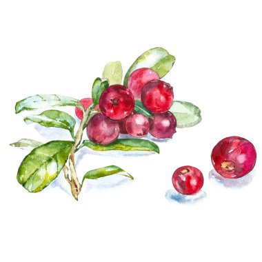 Deniz topalak beyaz arka plan üzerinde