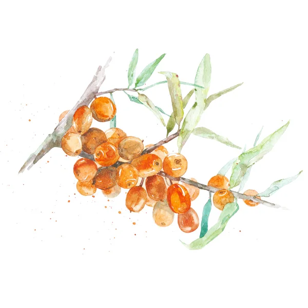 Olivello spinoso su sfondo bianco — Foto Stock