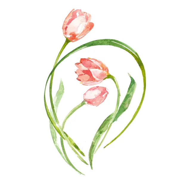 Aquarell Blume Tulpe — Stockfoto