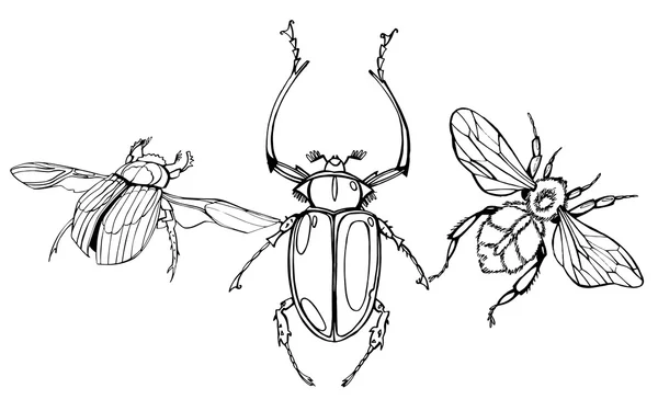 Escarabajos dibujados a mano —  Fotos de Stock