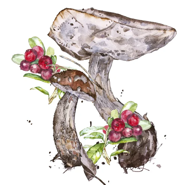 Vesiväri kuvituksia sieniä — kuvapankkivalokuva