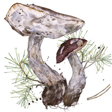 Beyaz arka planda Muhrooms.