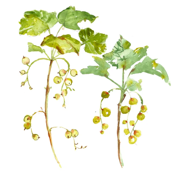 Aquarell-Illustrationen von roten Johannisbeeren auf weißem Hintergrund — Stockfoto