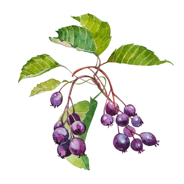 水彩ザイフリボク属の果実 — ストック写真