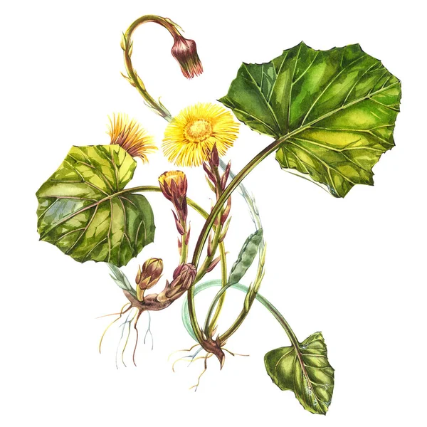 Flor tussilago farfara. Ilustración botánica acuarela dibujada a mano. — Foto de Stock