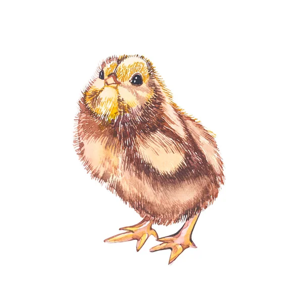 Cute chick watercolor illustration. Easter set. Hand painted card with traditional symbols isolated on white background. — Stock Photo, Image