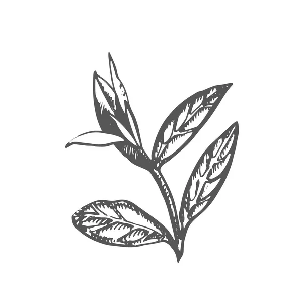 Rama y hojas de té. Té verde. Vector ilustración dibujada a mano. — Vector de stock