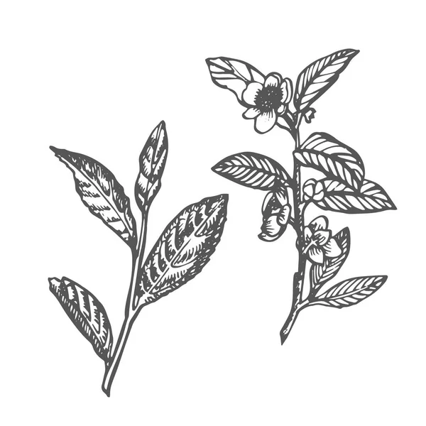 Gałąź i liście herbaty. Zielona herbata. Ilustracja ręcznego rysowania wektora. — Wektor stockowy