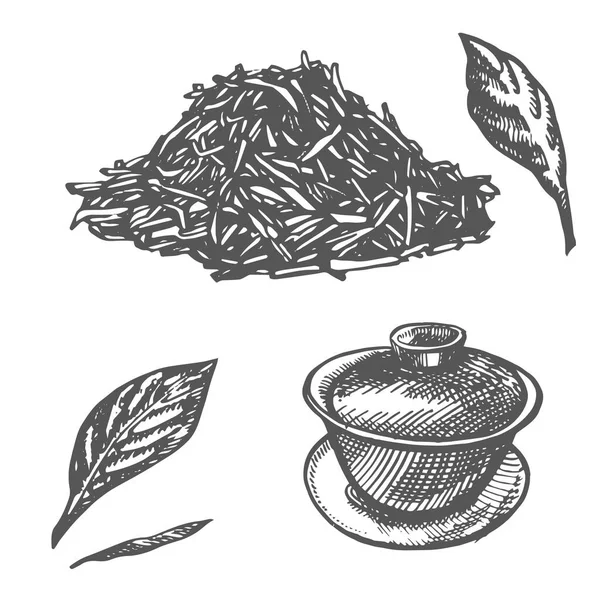 Zweige und Teeblätter. Grüner Tee. Vektor handgezeichnete Illustration. — Stockvektor