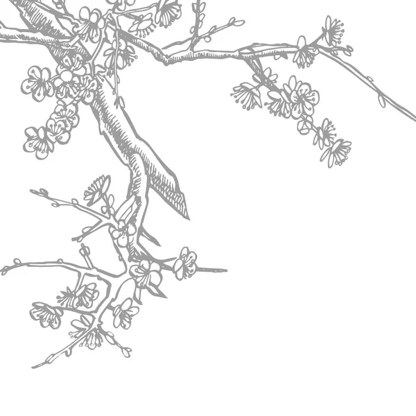 Branche Sakura. Illustration vectorielle graphique fleurie. Branche de sakura dessinée à la main avec des fleurs. — Image vectorielle