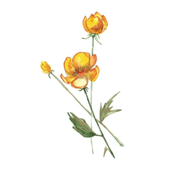 Suluboya buket çiçek — Stok fotoğraf