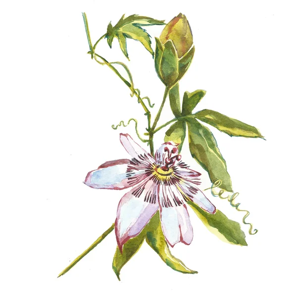 Flor aquarela passiflora — Fotografia de Stock