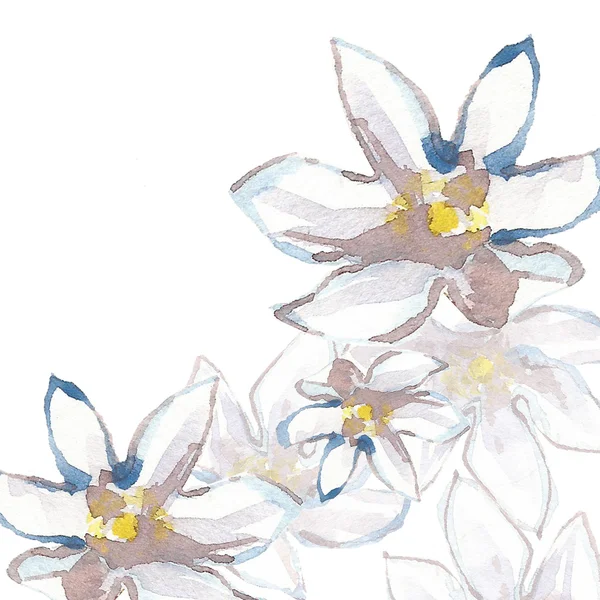 สีน้ํา ดอกไม้สีขาว — ภาพถ่ายสต็อก