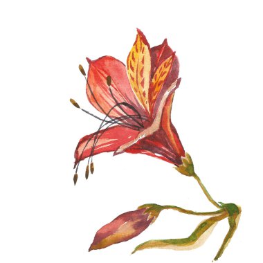 Beyaz üzerine suluboya çiçek