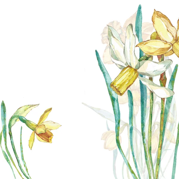 水彩花卉构图法。水仙 — 图库照片