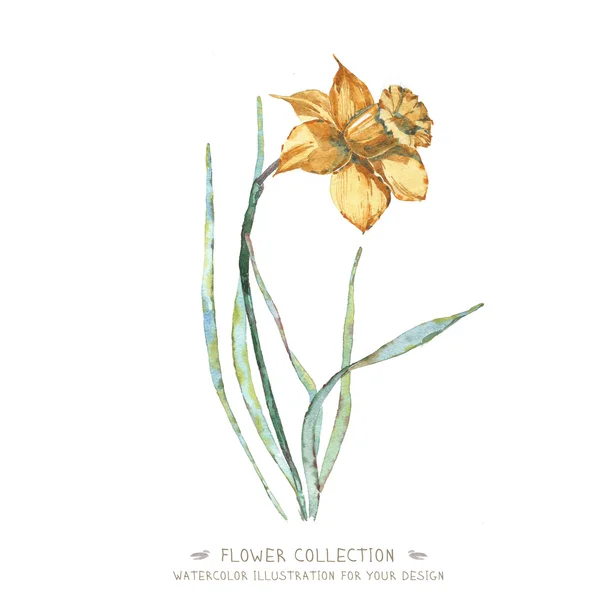 Acquerello fiore narciso — Foto Stock