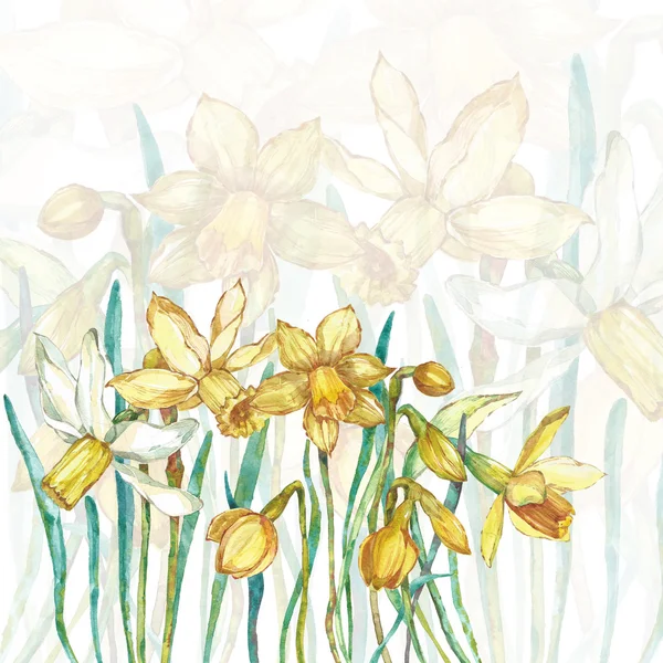 Akvarell blommönster. Narcissus — Stockfoto