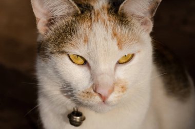 Bir kedi portresini kapat. 