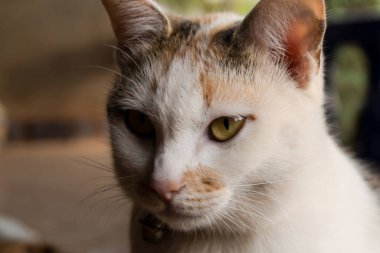 Bir kedi portresini kapat. 