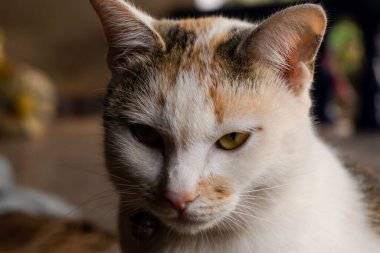 Bir kedi portresini kapat. 