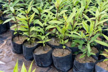 Tohumlar bebek çantasında yetişir.