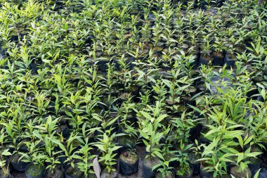 Tohumlar bebek çantasında yetişir.