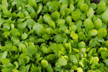 Seedling hardal yeşillikleri sebze bahçesinde yetişir.