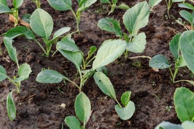 Taze organik Çin lahanası sebze bahçesinde yetişir.