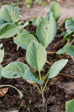 Taze organik Çin lahanası sebze bahçesinde yetişir.