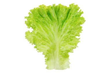 Marul. Salata yaprağı kırpma yolu ile beyaz arkaplanda izole