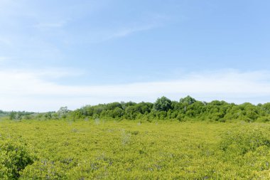 Mavi gökyüzü arka planında yeşil orman manzarası.