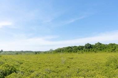 Mavi gökyüzü arka planında yeşil orman manzarası.