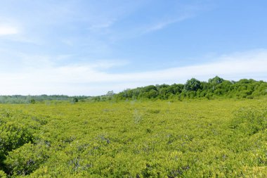 Mavi gökyüzü arka planında yeşil orman manzarası.