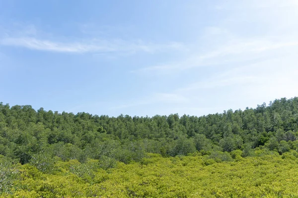 Paisagem Verde Floresta Fundo Céu Azul — Fotografia de Stock