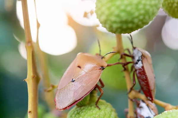 Hnědý Marmorovaný Smradlavý Brouk Halyomorpha Halys Zeleném Liči — Stock fotografie