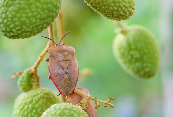 Коричневый Мраморный Жук Halyomorpha Halys Зеленых Фруктах Личи — стоковое фото