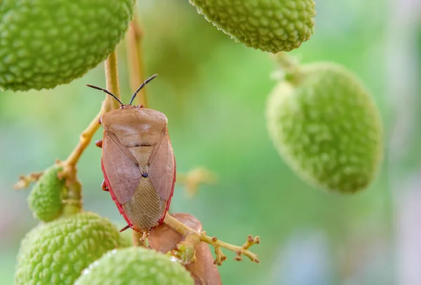 Hnědý Marmorovaný Smradlavý Brouk Halyomorpha Halys Zeleném Liči — Stock fotografie