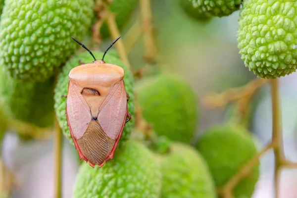 Коричневый Мраморный Жук Halyomorpha Halys Зеленых Фруктах Личи — стоковое фото