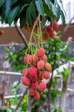 Ağaçta olgun liçi meyveleri