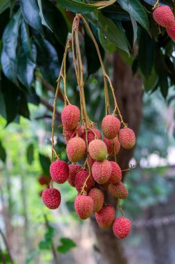Ağaçta olgun liçi meyveleri
