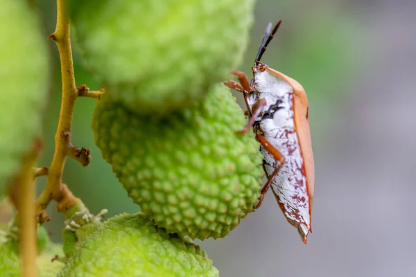 Punaise Marbrée Brune Halyomorpha Halys Sur Les Litchis Verts — Photo