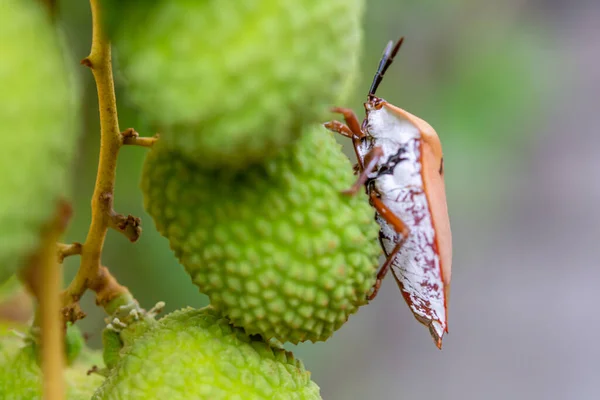 Hnědý Marmorovaný Smradlavý Brouk Halyomorpha Halys Zeleném Liči — Stock fotografie