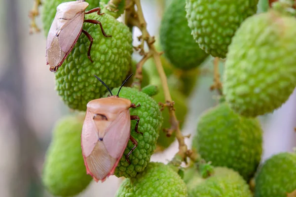 Bruine Gemarmerde Stinkwants Halyomorpha Halys Groene Lychee Vruchten — Stockfoto