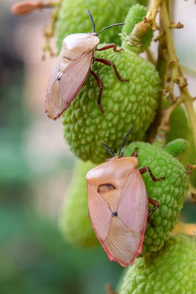 Hnědý Marmorovaný Smradlavý Brouk Halyomorpha Halys Zeleném Liči — Stock fotografie
