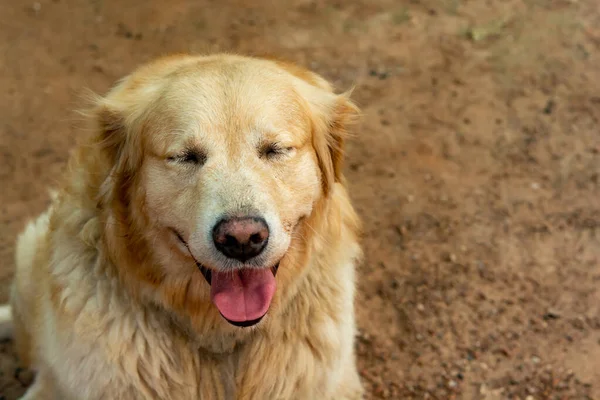 Nahaufnahme Porträt Des Golden Retriever Hundes — Stockfoto