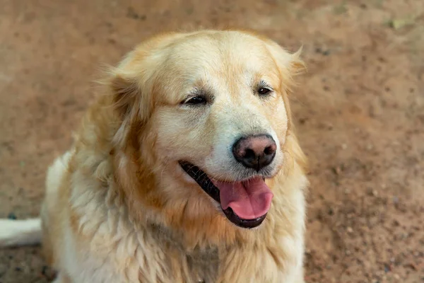 Κοντινό Πορτρέτο Του Σκύλου Golden Retriever — Φωτογραφία Αρχείου